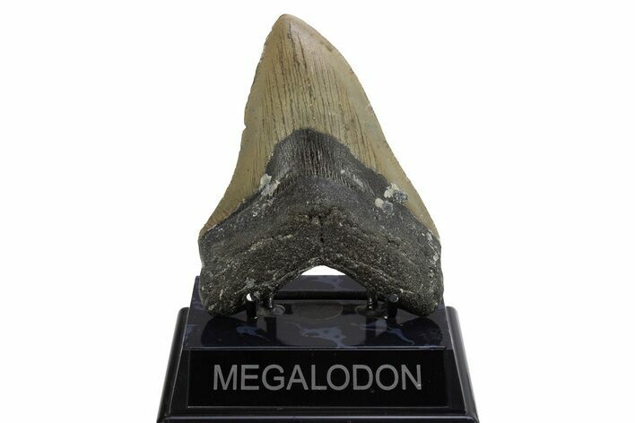 Serrated, Fossil Megalodon Tooth - North Carolina #308587